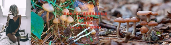 кокаин колумбия Дмитриев